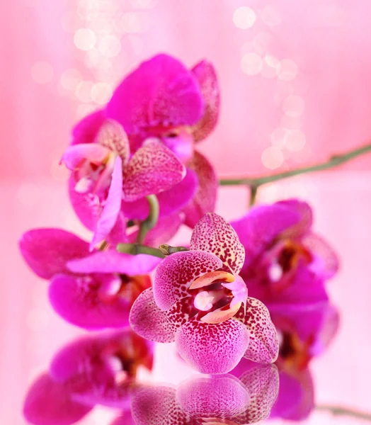 Beautiful orchid on pink background — Stock Photo, Image