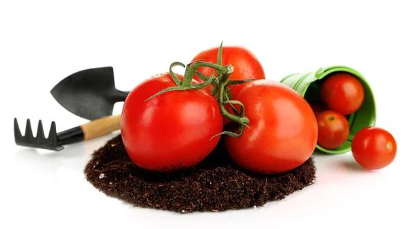 Tomates molidos aislados sobre blanco — Foto de Stock