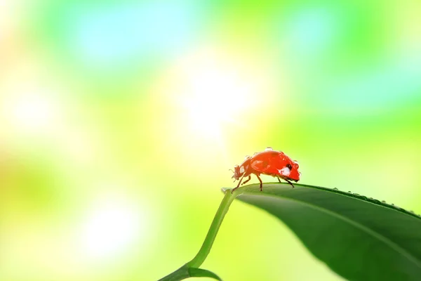 Ladybird on green leaf — Stock Photo, Image