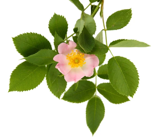 Hip rose bloem — Stockfoto