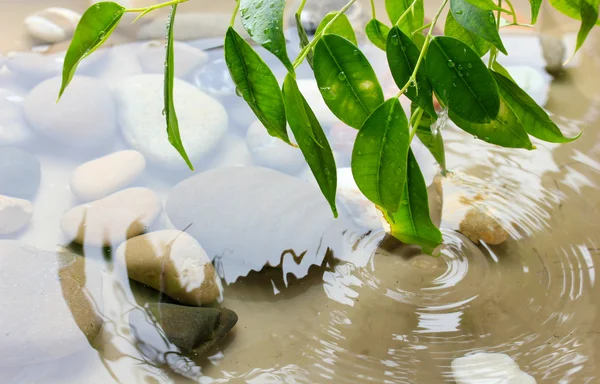 Grüne Blätter mit Reflexion im Wasser — Stockfoto