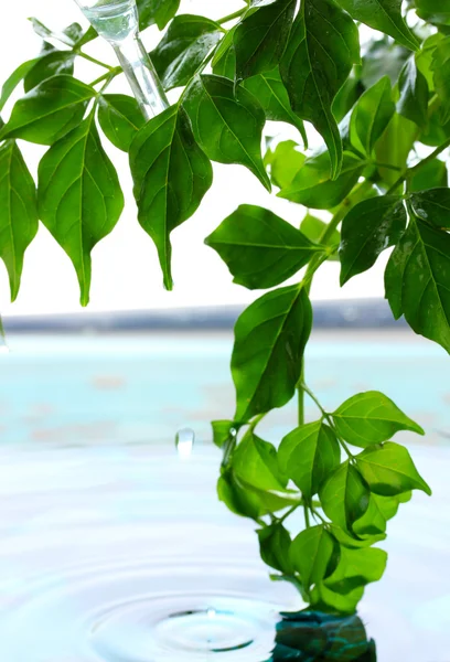 Foglie verdi con riflesso in acqua — Foto Stock