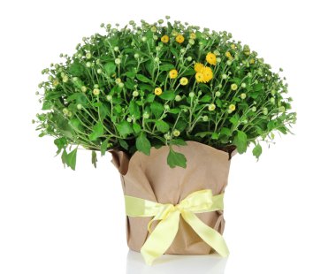 tencerede krizantem bush
