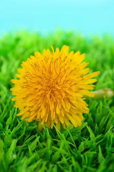 Цветок одуванчика на траве на ярком фоне — стоковое фото