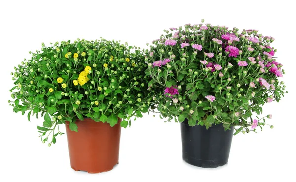 Två chrysanthemum buskar — Stockfoto