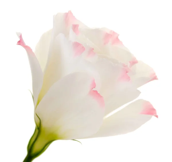 Eustoma flower, isolated on white — Stock Photo, Image