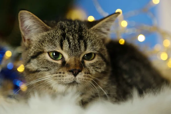 Katze mit Weihnachtsgirlanden in Großaufnahme — Stockfoto