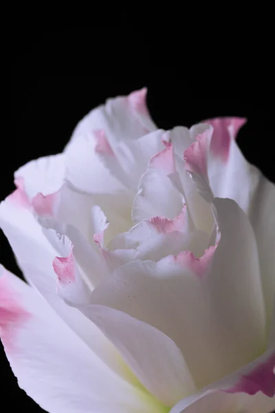 Eustomor blomma, isolerade på svart — Stockfoto