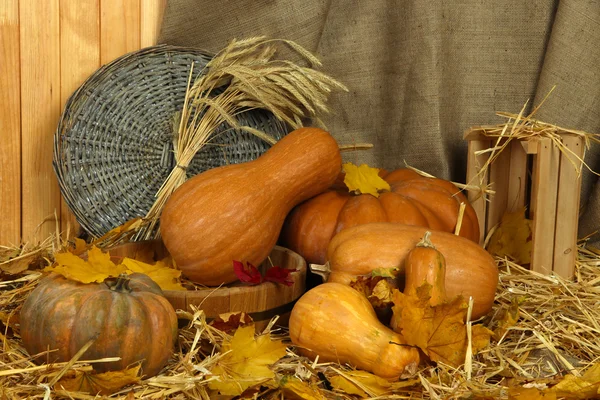 Pumpkins in wooden tub with wicker stand and crate on straw on sackcloth background — Stock Photo, Image