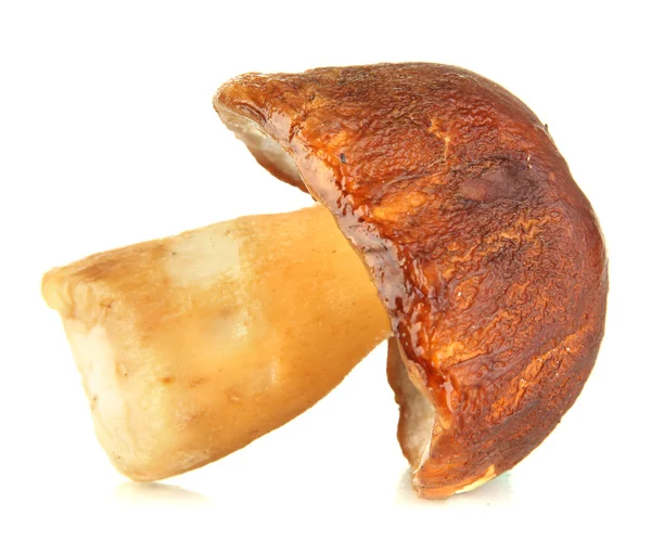 Fresh mushroom isolated on white — Stock Photo, Image