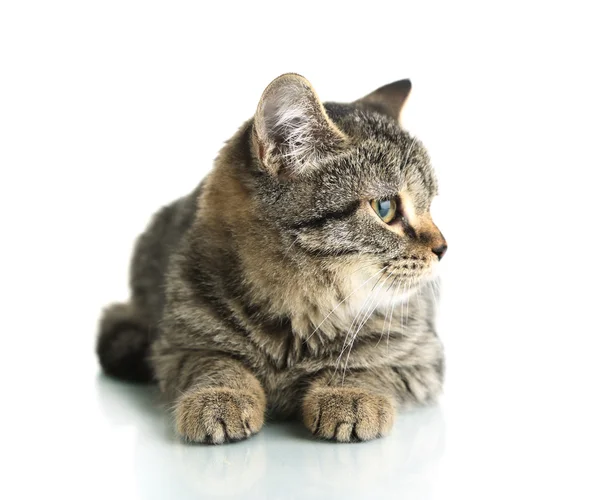 Gato aislado en blanco — Foto de Stock