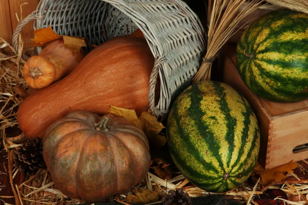 Pumpkins in basket and watermelons on crate on straw close up — Stock Photo, Image