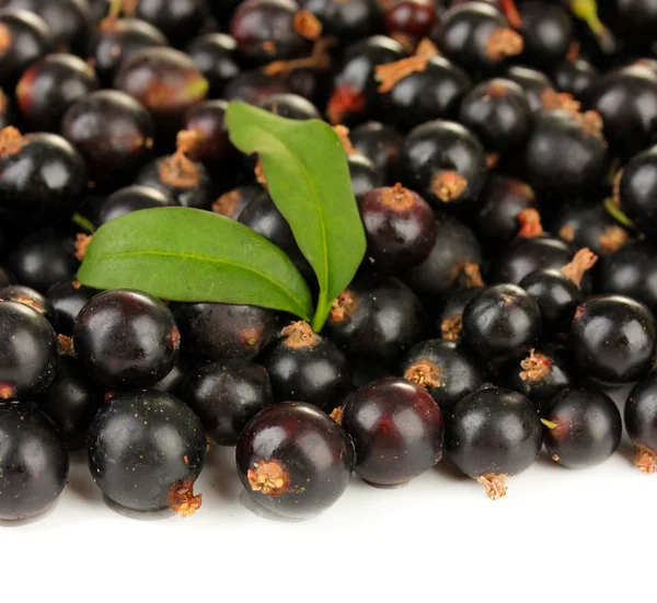 Black currant isolated on white — Stock Photo, Image