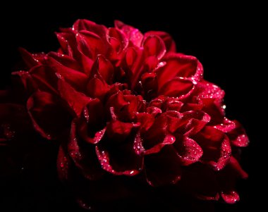 siyah üzerine izole dahlia çiçeği