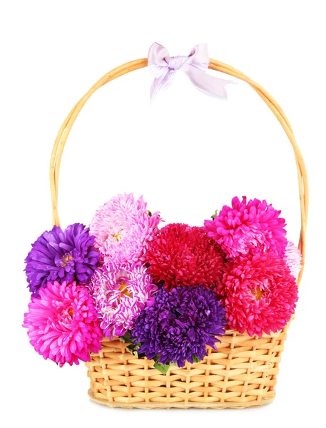 Bright aster flowers in basket, isolated on white — Stock Photo, Image