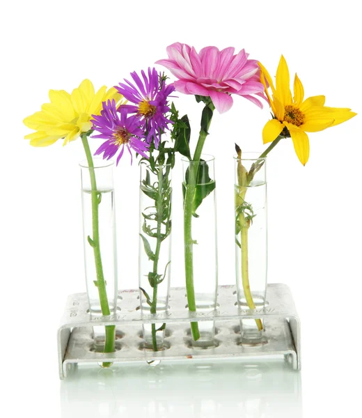 Bloemen in proefbuizen geïsoleerd op wit — Stockfoto