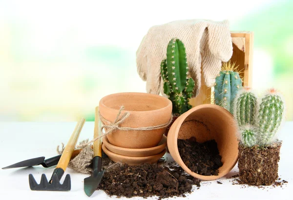 Beautiful cactuses, empty flowerpots and soil, close up — Stock Photo, Image