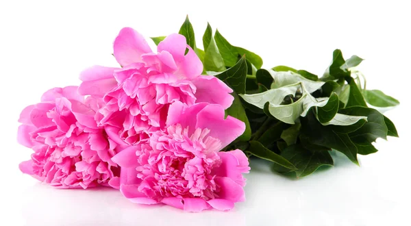 Güzel peonies üzerinde beyaz izole — Stok fotoğraf