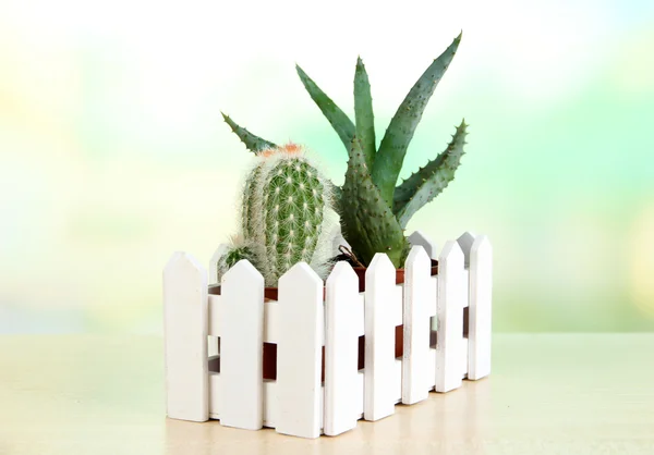 Piękne Kaktusy na drewnianym stole — Zdjęcie stockowe