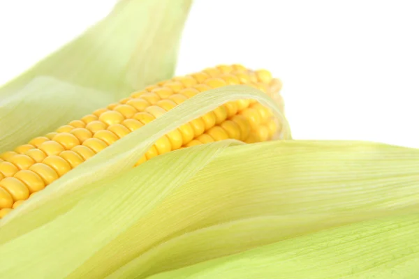 Crude corn isolated on white — Stock Photo, Image