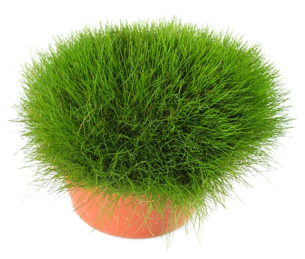 Beautiful green grass in flowerpot, isolated on white — Stock Photo, Image