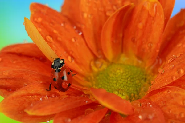 Bela joaninha em flor, close-up — Fotografia de Stock