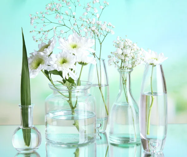 Plantas em vários recipientes de vidro — Fotografia de Stock