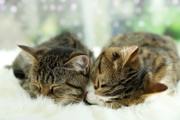 Two cats on plaid close-up — Stock Photo, Image