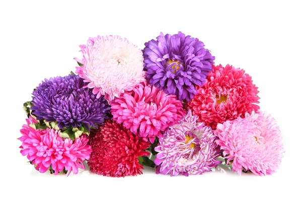 Bright aster flowers — Stock Photo, Image