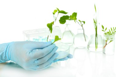 test tüpleri, üzerinde beyaz izole tesislerinde