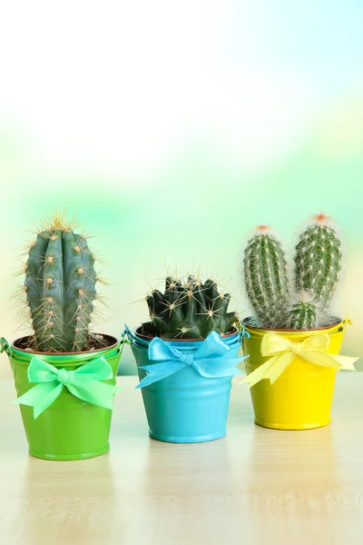 Collection of cactuses in bright pails — Stock Photo, Image
