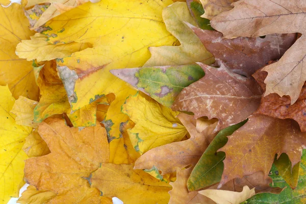 Feuilles d'automne lumineuses fond gros plan — Photo