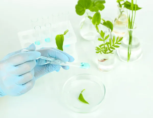 Plantas en tubos de ensayo. Concepto de investigación científica. Aislado sobre blanco — Foto de Stock