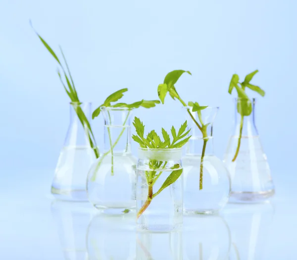 Plantas en tubos de ensayo, sobre fondo de color — Foto de Stock