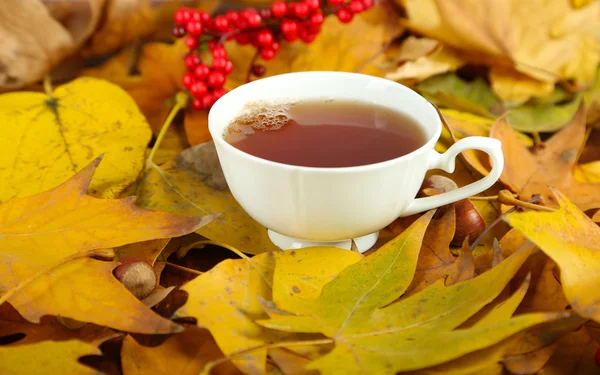 Чашка горячего напитка, на фоне желтых листьев — стоковое фото