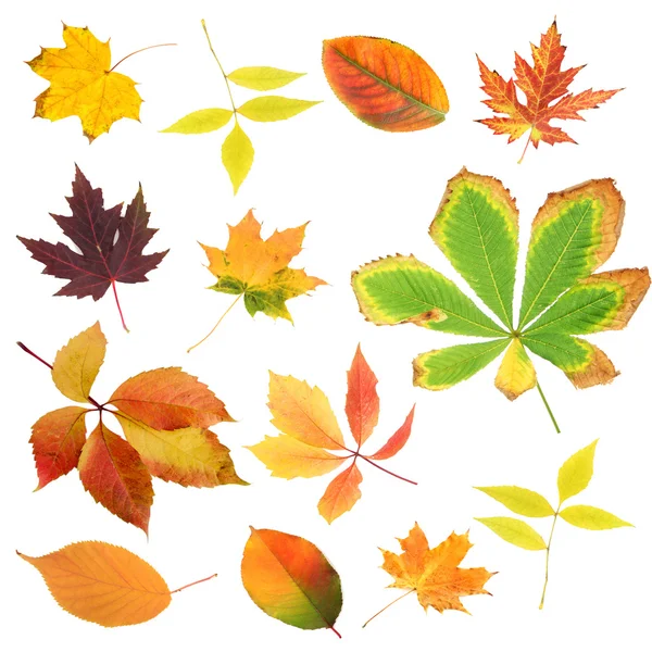 Collection of beautiful colored autumn leaves isolated on white — Stock Photo, Image