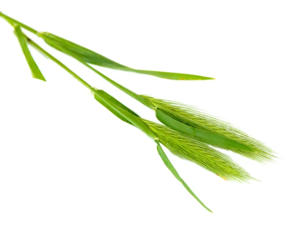 Green spikelets, isolated on white — Stok fotoğraf