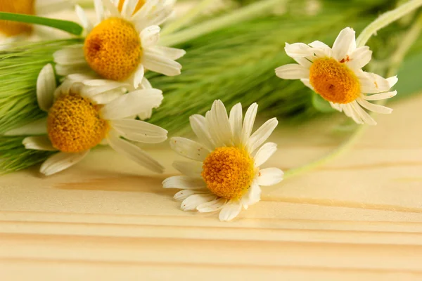 Green spikelets and wild camomiles, on wooden background — Stock Photo, Image