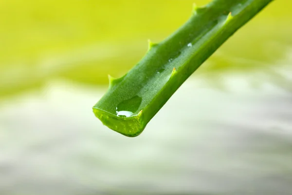 Primo piano di foglia di aloe fresca con — Foto Stock