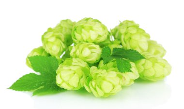 Fresh green hops, isolated on white