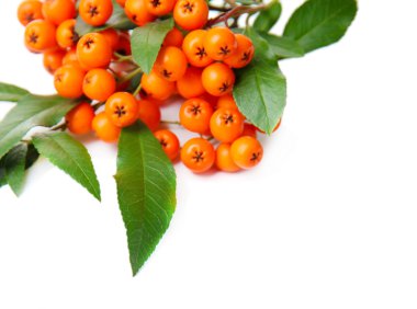 Ateş dikeni firethorn turuncu meyveler üzerinde beyaz izole yeşil yaprakları ile