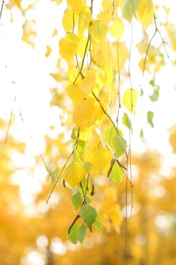 parlak zemin üzerine yeşil ve sarı yapraklar