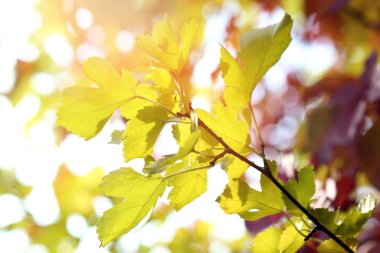 parlak zemin üzerine yeşil yaprakları