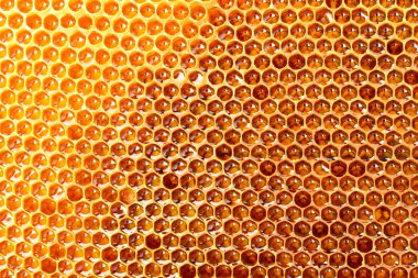 gele mooie honingraat met honing, achtergrond