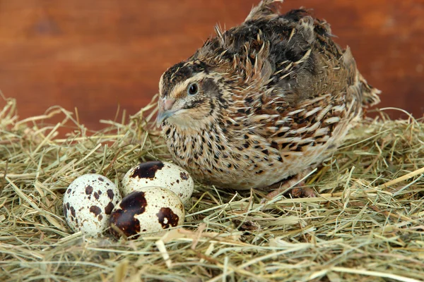 Codorniz joven con huevos sobre paja sobre fondo de madera — Foto de Stock