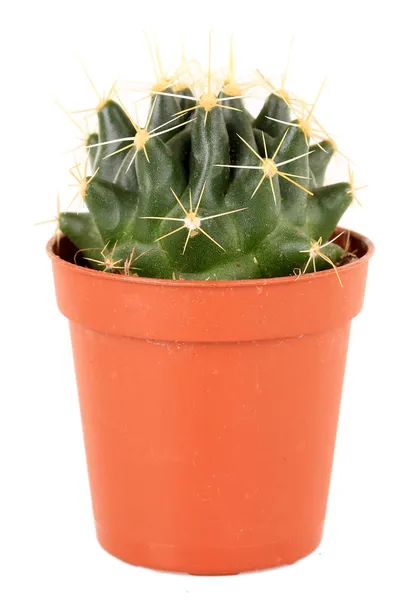 Cactus in flowerpot, isolated on white background — Stock Photo, Image