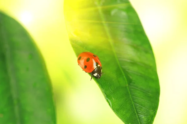 Schöner Marienkäfer auf grüner Pflanze — Stockfoto