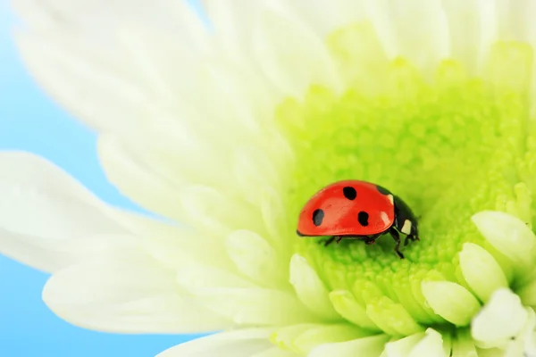 Bella coccinella sul fiore, da vicino — Foto Stock