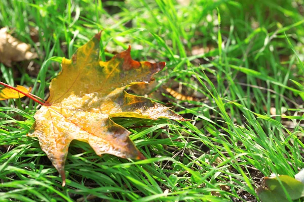 Esdoorn bladeren in park, close-up — Stockfoto