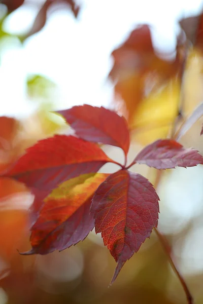 Red leaves on bright background — Stock Photo, Image